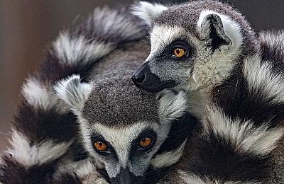 《博德之门3》上市日期为回避《星空》而提前一个月